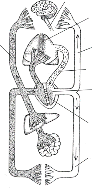 1516是什么意思，1213141516是什么意思（古代和中世纪是如何认识心脏的）