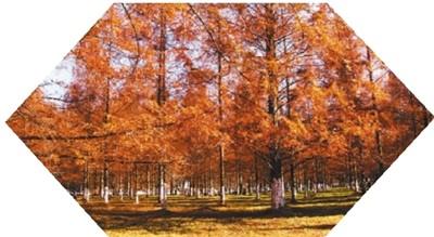 什么的大树，什么的大树像什么的大伞（秋日赏水杉）