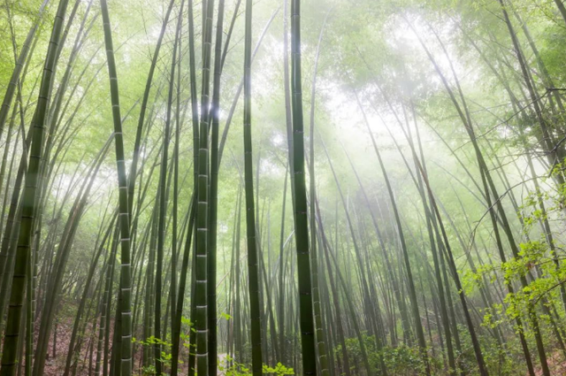 湖南韶山旅游景点，韶山市景点（怎么可能不去一趟韶山）