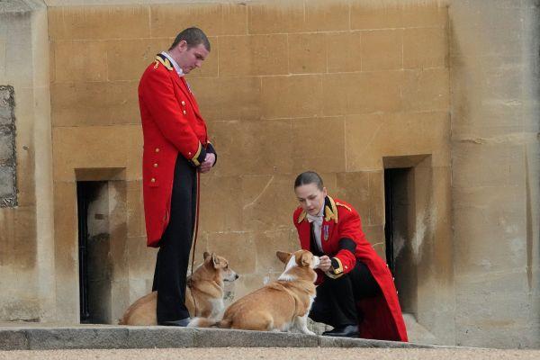 柯基犬价格大概多少钱一只（外媒：英国女王去世后，柯基犬售价水涨船高）
