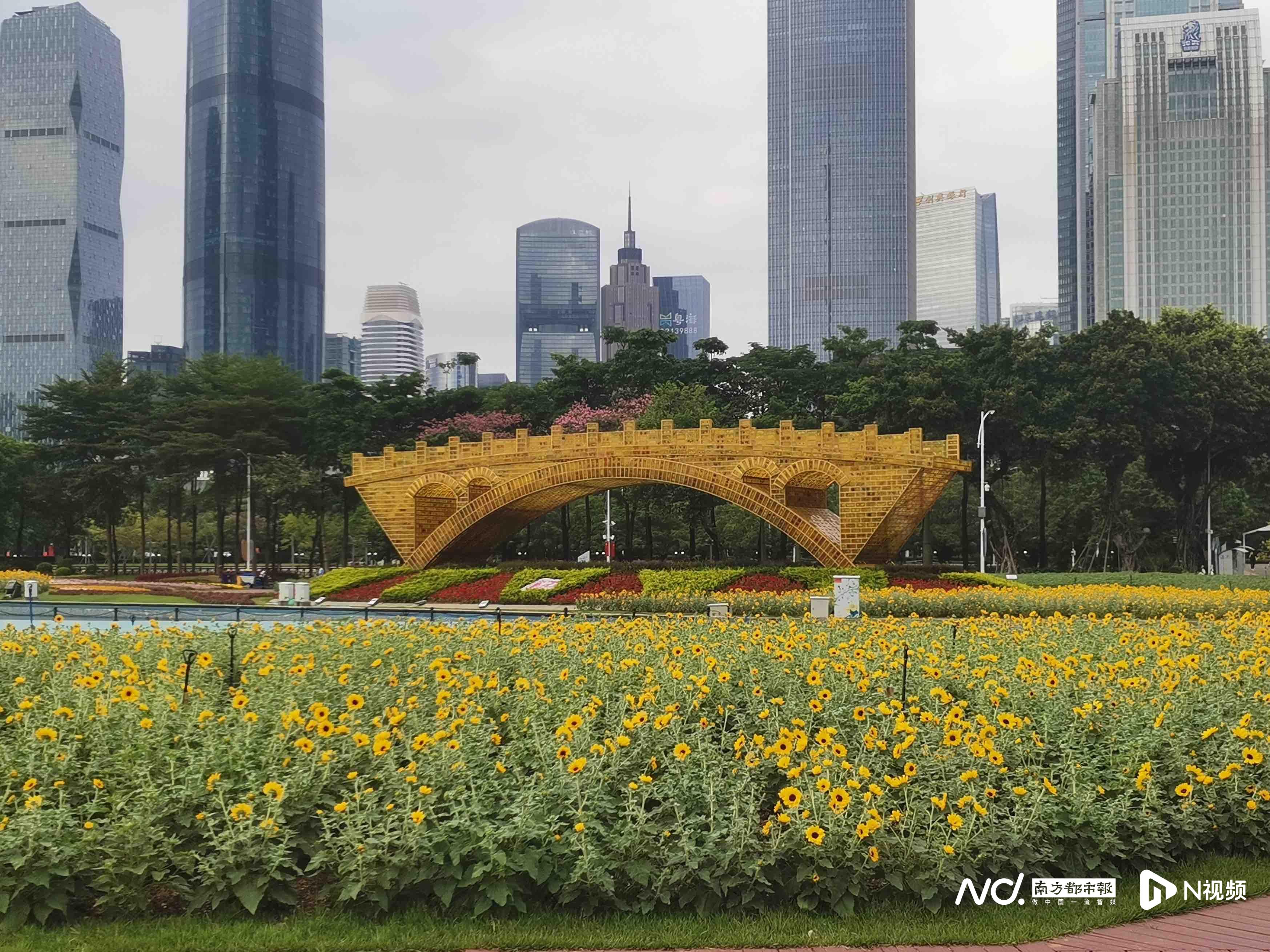 晓港公园(广州初秋花海如画) - 悦闻天下