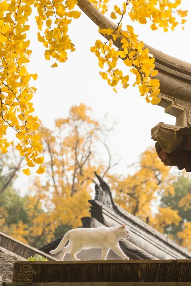 长春旅游景点，长春旅游景点免费门票的地方（长春两处5A级景区实力上榜）