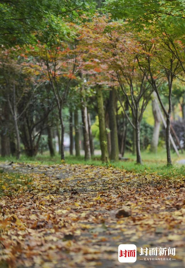 重阳节是干什么的，重阳节能干什么（佩茱萸、饮菊酒……重阳节大家都在做什么）