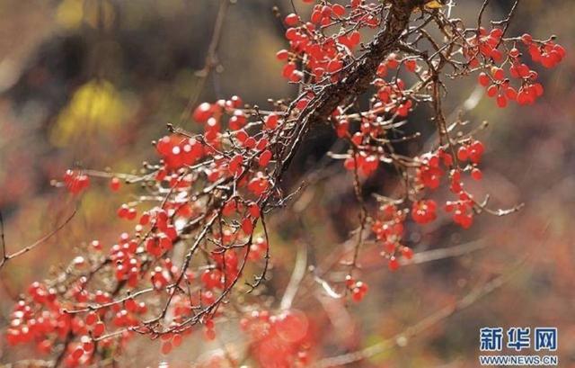 重阳节是干什么的，重阳节能干什么（佩茱萸、饮菊酒……重阳节大家都在做什么）