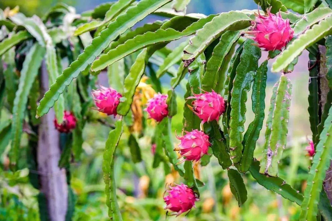 攀枝花电视台（攀枝花式）