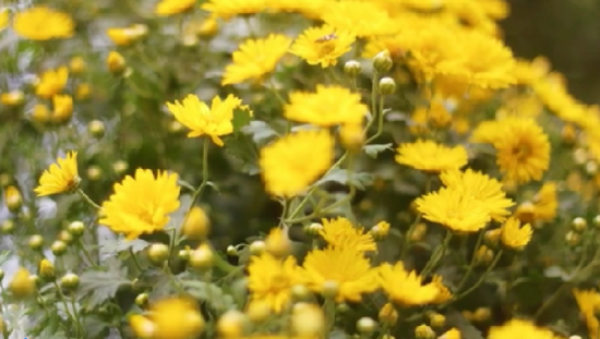 关于重阳节的故事，重阳节的历史故事名称（四大名著里的重阳故事）