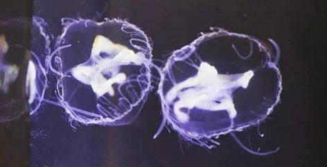 锦江春色来天地，关于立春的七言绝句（江河上游看变迁·成都①丨“锦江春色回天地”打开成都宜居之路）