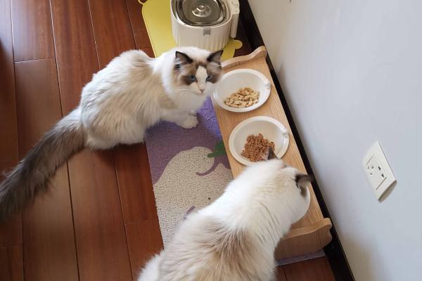 如果可以这样爱百科，如果可以这样爱樱之喜欢谁（宠托师、婚庆化妆师……年轻人假期兼职图鉴里有你吗）