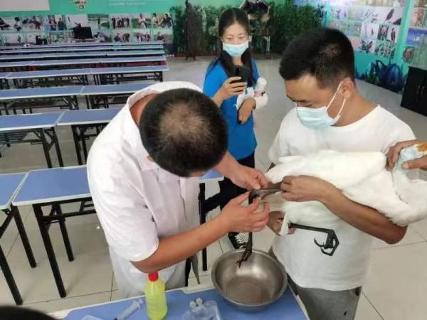 石家庄二十三中，石家庄二十三中2019高考喜报成绩、本一本二上线人数情况（石家庄市野生动物救护站收治了12只受伤鸟类）