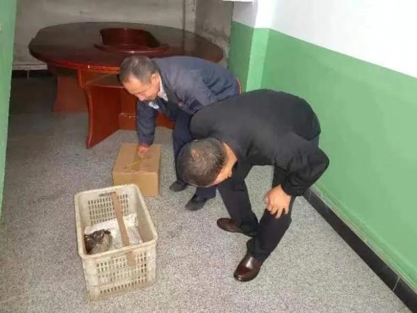 石家庄二十三中，石家庄二十三中2019高考喜报成绩、本一本二上线人数情况（石家庄市野生动物救护站收治了12只受伤鸟类）