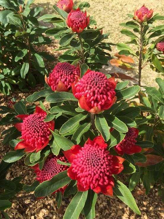 针垫花花语是什么，针垫花花语（养花拾趣文图┃田樱）