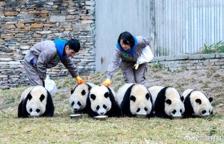 目前世界上大熊猫的数量是多少，目前世界上大熊猫的数量是多少个（全球圈养大熊猫种群数量达到673只）
