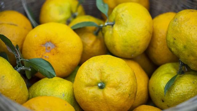 甘平柑橘几月成熟上市，橘子，红了！果农，笑了！