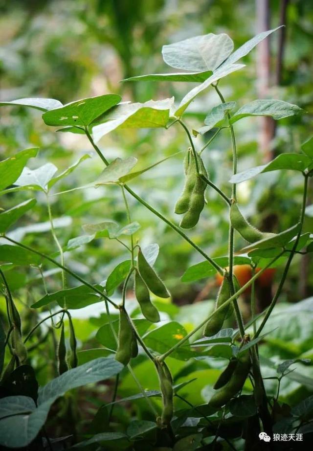 菽是指哪类农作物，菽是指哪类农作物稷（农历中国）
