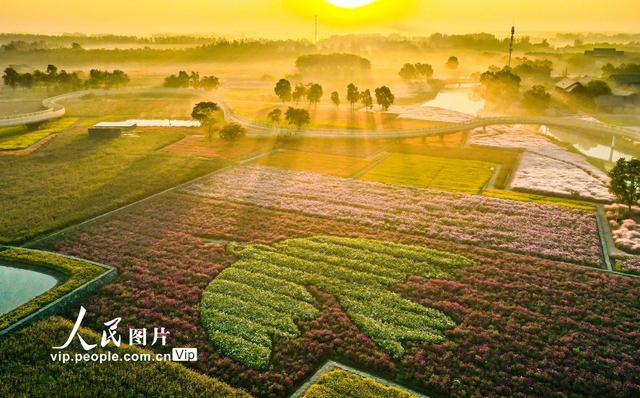 三台山森林公园，宿迁三台山的八大美景（三台山国家森林公园晨景如画）