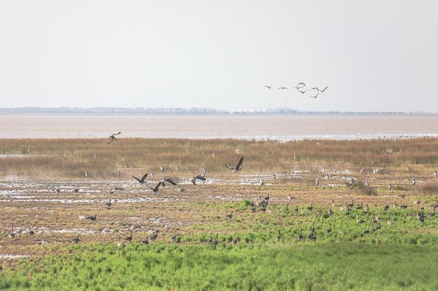 世界上最大的鸟类，世界上最大会飞的鸟是什么（中国最大淡水湖鄱阳湖迎候鸟栖息越冬）
