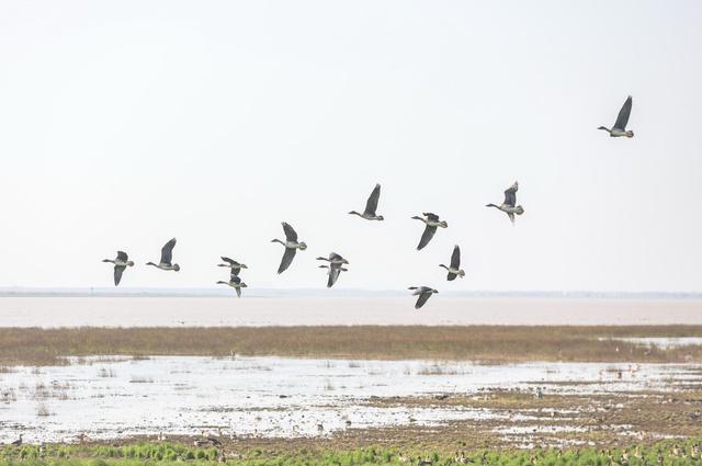 世界上最大的鸟类，世界上最大会飞的鸟是什么（中国最大淡水湖鄱阳湖迎候鸟栖息越冬）