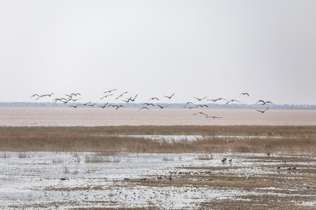 世界上最大的鸟类，世界上最大会飞的鸟是什么（中国最大淡水湖鄱阳湖迎候鸟栖息越冬）