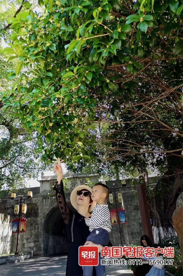 桂林看桂花的地方，桂林这些桂花终于迎来小规模初开
