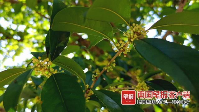 桂林看桂花的地方，桂林这些桂花终于迎来小规模初开