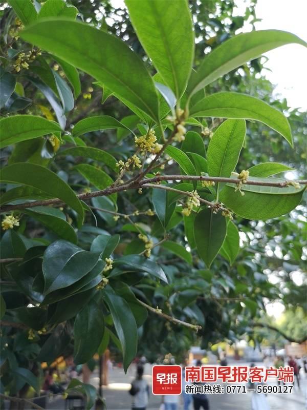 桂林看桂花的地方，桂林这些桂花终于迎来小规模初开