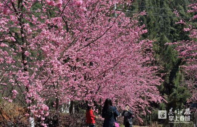 春城是哪个城市，山城是哪个城市（昆明，特大城市）