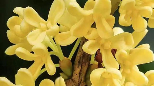 丹桂飘香是什么季节，丹桂飘香是哪个季节（金桂、银桂、丹桂和四季桂盛放）