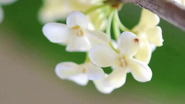 丹桂飘香是什么季节，丹桂飘香是哪个季节（金桂、银桂、丹桂和四季桂盛放）