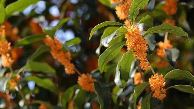 丹桂飘香是什么季节，丹桂飘香是哪个季节（金桂、银桂、丹桂和四季桂盛放）