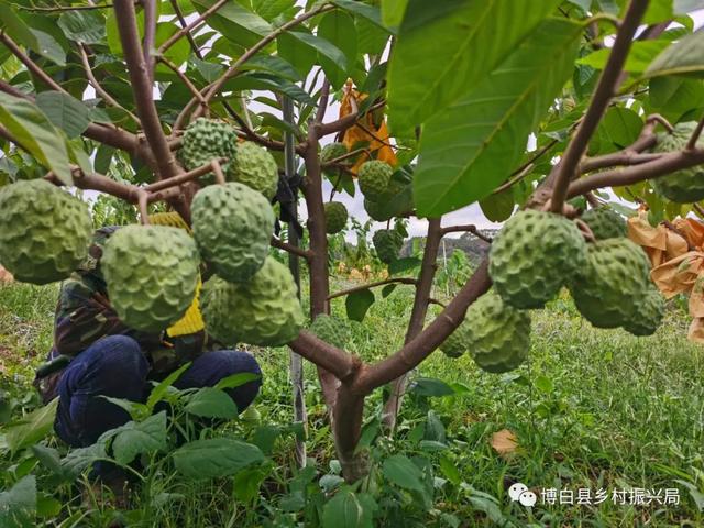 释迦果树生长温度图片