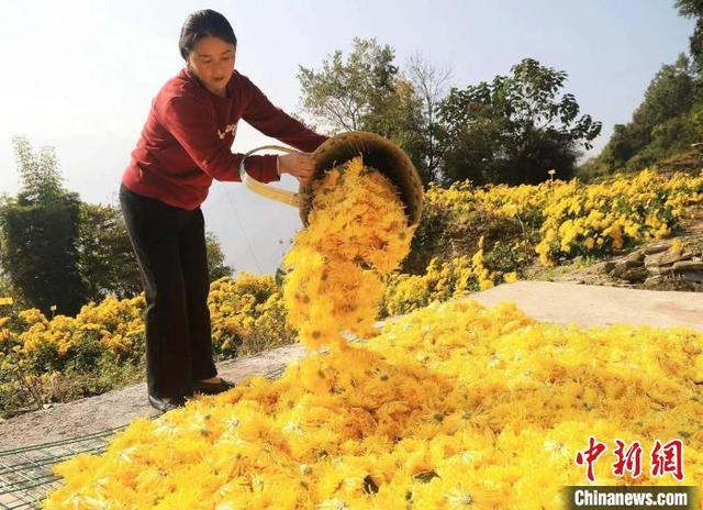 金丝皇菊产地哪的，金丝皇菊种子多少钱一斤（金丝皇菊开出“致富花”）