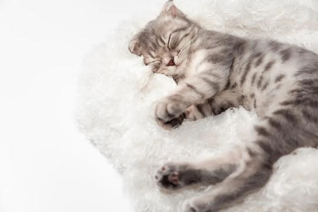 猫在梦里代表什么，梦到猫预示什么（没错，猫狗也会做梦，你好奇吗）