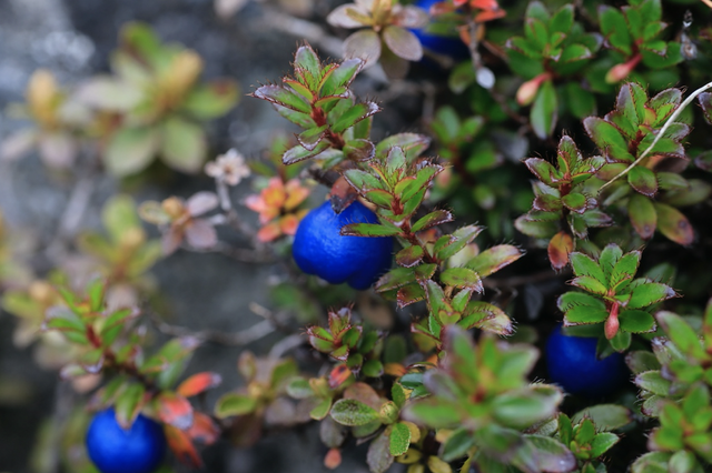 喜马拉雅听书怎么设置定时关闭，喜马拉雅怎么设置定时关闭（有一个你不曾知晓的隐秘世界）