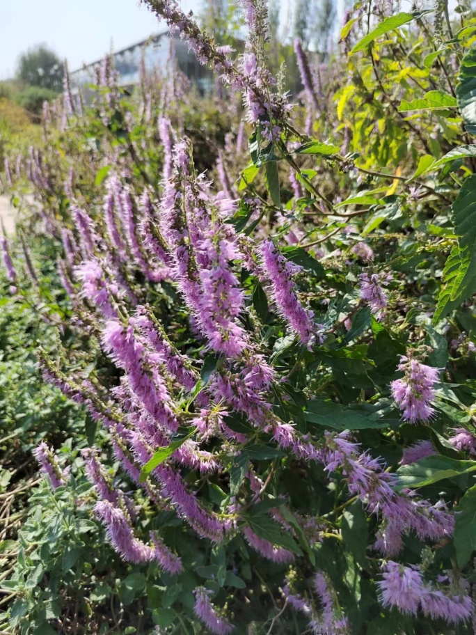 薷字取名的寓意,二十四节气篇木本香薷——可以做花海的木本植物-名字
