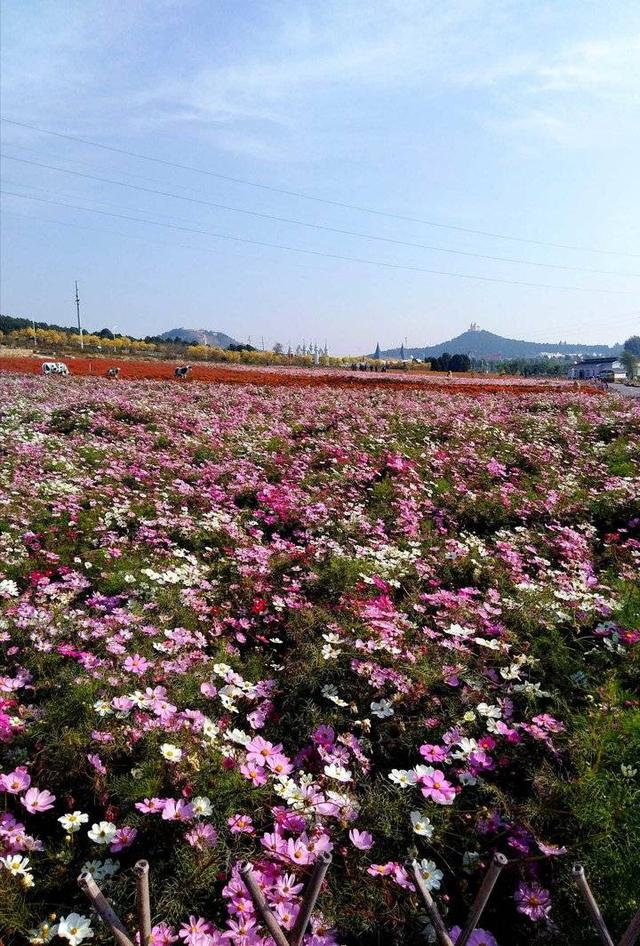 牵牛花是喇叭花吗，喇叭花与牵牛花有什么区别（“花草之王”牵牛花）