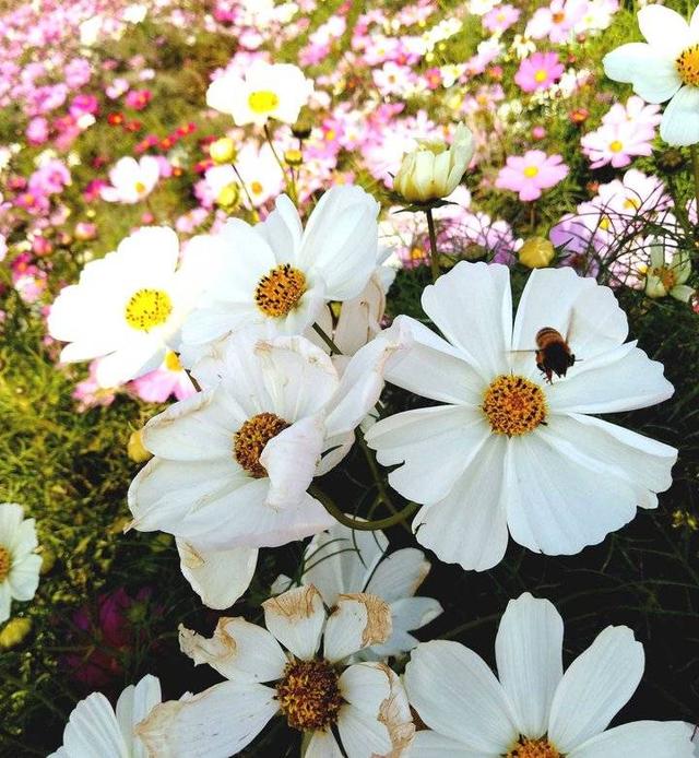 牵牛花是喇叭花吗，喇叭花与牵牛花有什么区别（“花草之王”牵牛花）