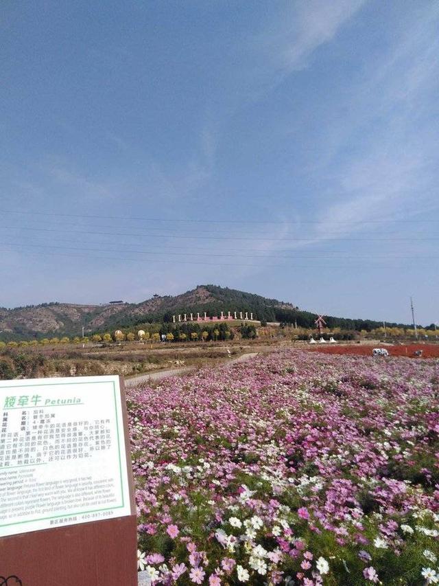 牵牛花是喇叭花吗，喇叭花与牵牛花有什么区别（“花草之王”牵牛花）