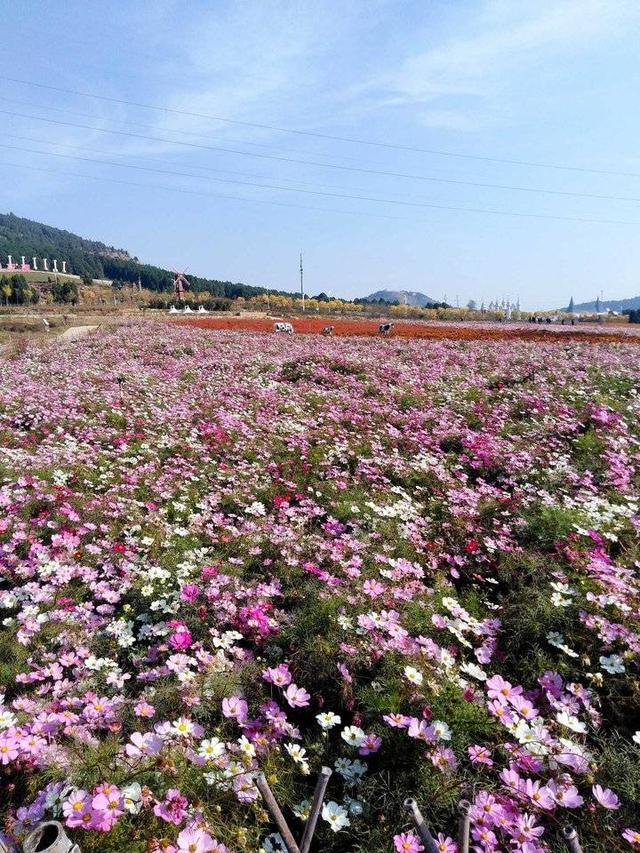 牵牛花是喇叭花吗，喇叭花与牵牛花有什么区别（“花草之王”牵牛花）