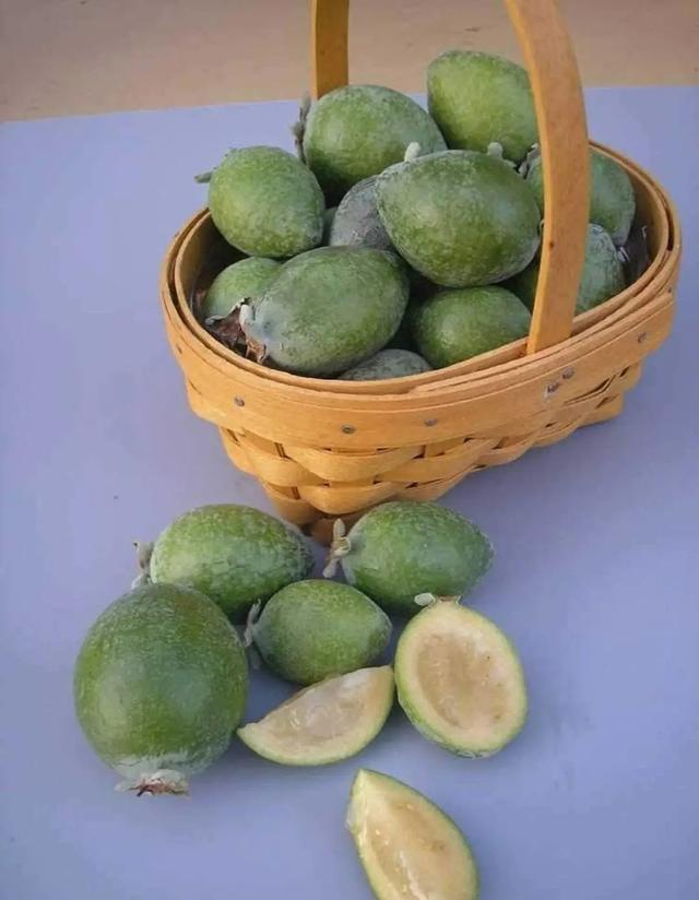 菲油果苗品种介绍，叶常绿、花奇美、果可食~庭园绿化新秀菲油果