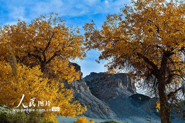 敦煌属于哪个省哪个市，敦煌旅游景点在哪个省哪个市（甘肃敦煌：戈壁胡杨醉金秋）