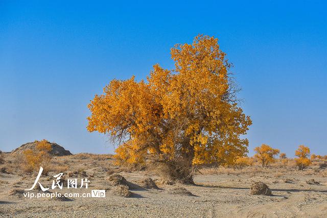敦煌属于哪个省哪个市，敦煌旅游景点在哪个省哪个市（甘肃敦煌：戈壁胡杨醉金秋）