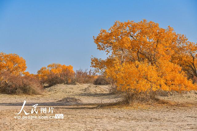 敦煌属于哪个省哪个市，敦煌旅游景点在哪个省哪个市（甘肃敦煌：戈壁胡杨醉金秋）