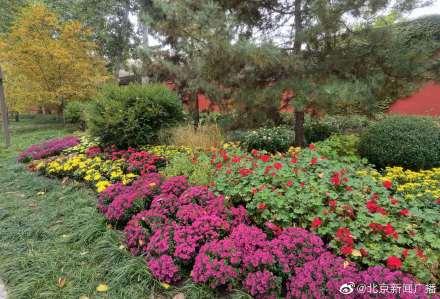 菊花在什么季节开放，菊花在什么节气开放（北京第四十三届菊花展今天开展）