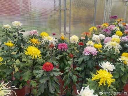 菊花在什么季节开放，菊花在什么节气开放（北京第四十三届菊花展今天开展）