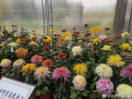 菊花在什么季节开放，菊花在什么节气开放（北京第四十三届菊花展今天开展）