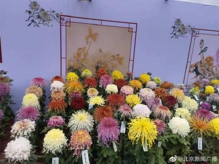 菊花在什么季节开放，菊花在什么节气开放（北京第四十三届菊花展今天开展）