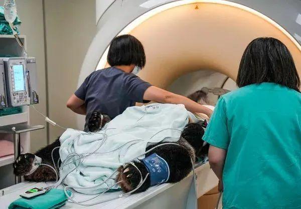 赠台大熊猫病情加重，赠台大熊猫还回来吗（赠台大熊猫“团团”病情恶化）