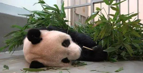 赠台大熊猫病情加重，赠台大熊猫还回来吗（赠台大熊猫“团团”病情恶化）