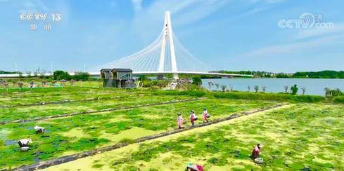 1亩地是多少平方米，1.5亩地是多少平方米（丰收美景 绘就在每一亩土地上）