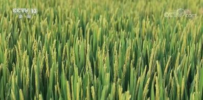 1亩地是多少平方米，1.5亩地是多少平方米（丰收美景 绘就在每一亩土地上）